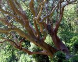 Arbutus andrachne