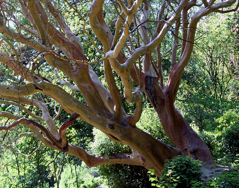 Изображение особи Arbutus andrachne.