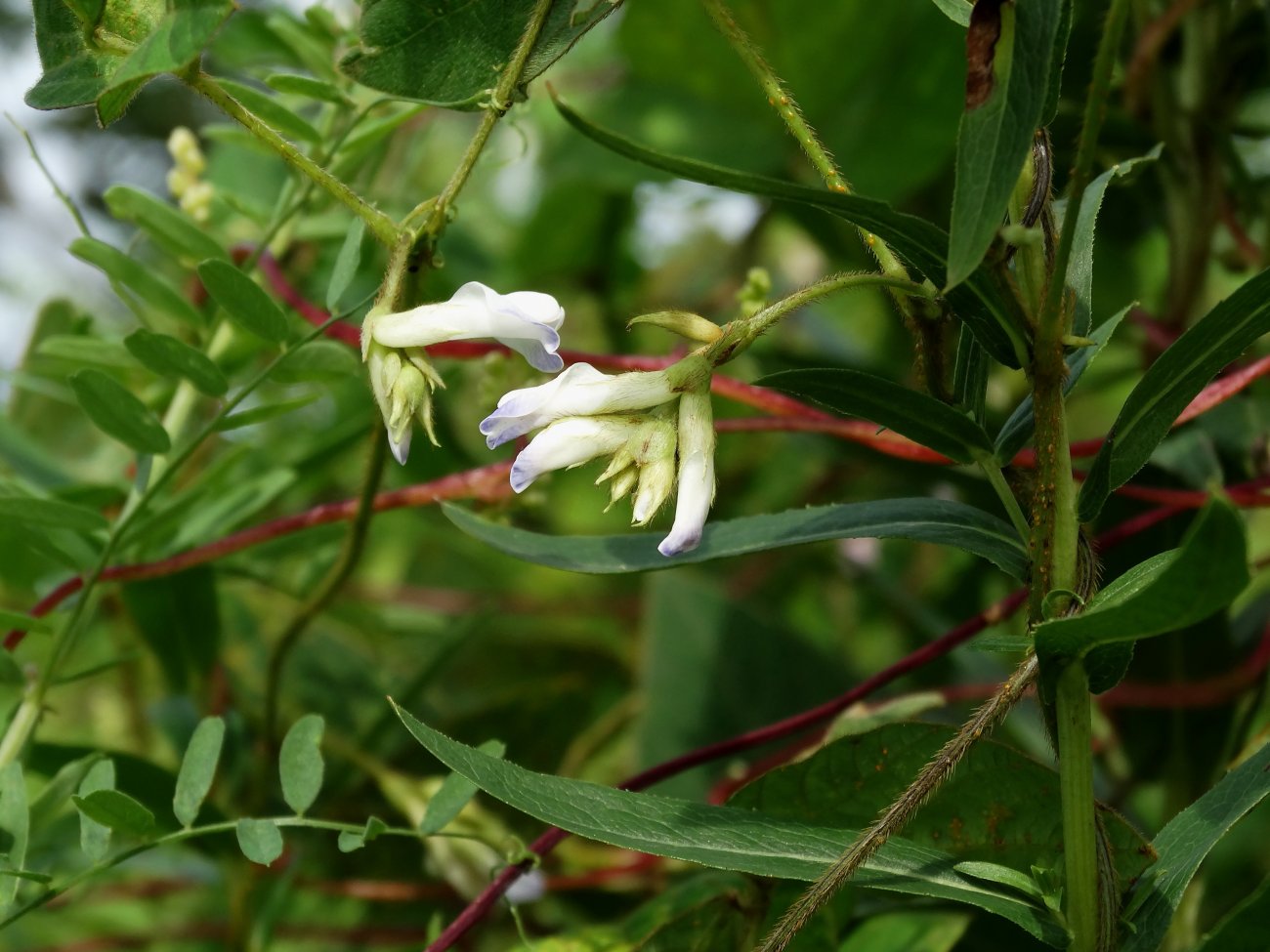 Image of Amphicarpaea japonica specimen.