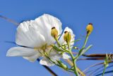 Romneya coulteri