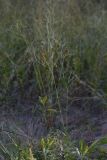 genus Gypsophila