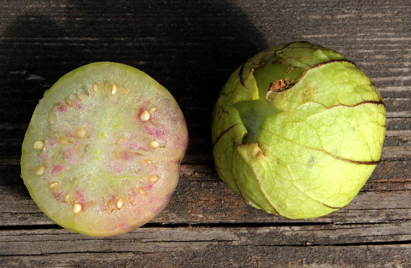 Image of Physalis ixocarpa specimen.