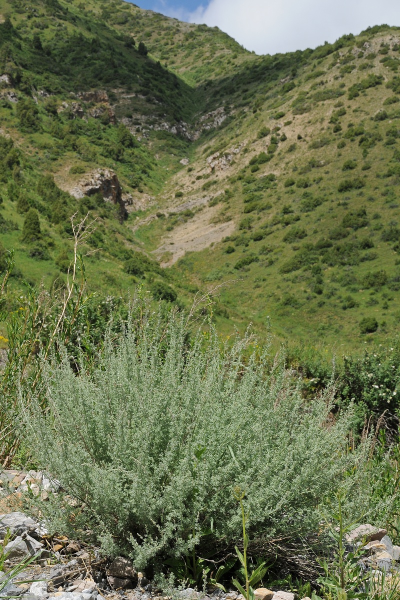 Image of Artemisia rutifolia specimen.