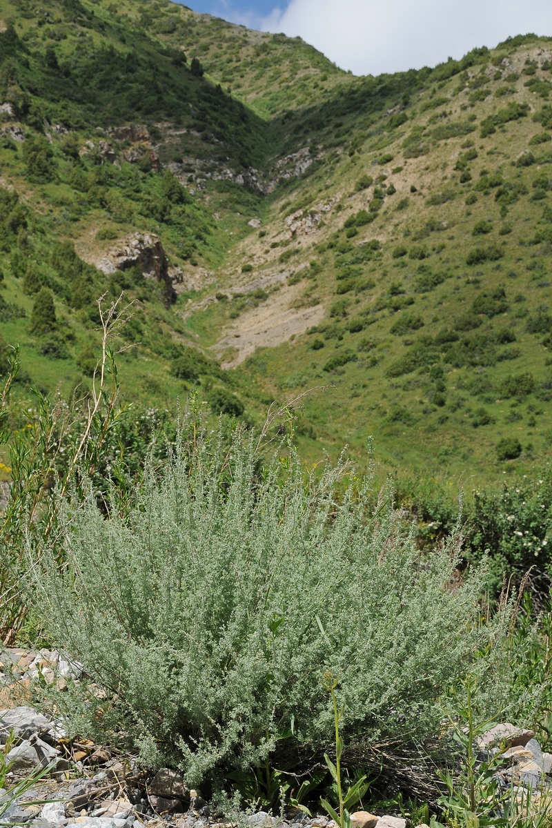 Изображение особи Artemisia rutifolia.