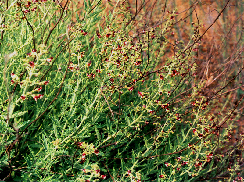 Image of Scrophularia granitica specimen.