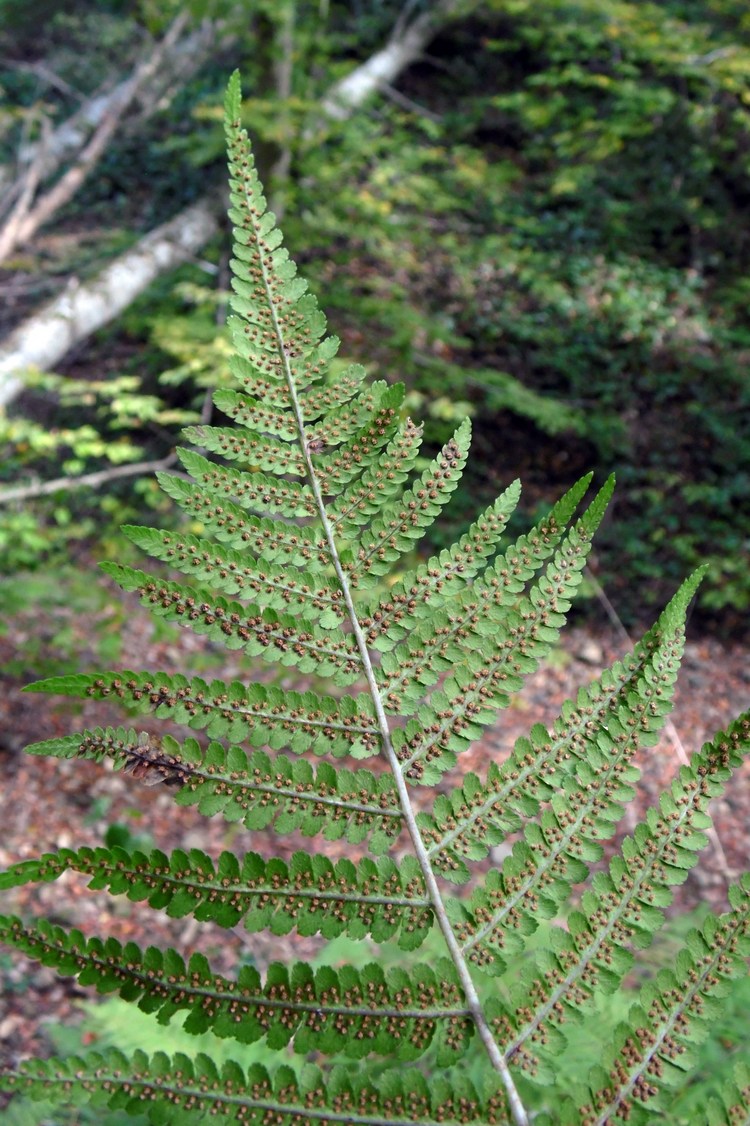 Image of Dryopteris filix-mas specimen.