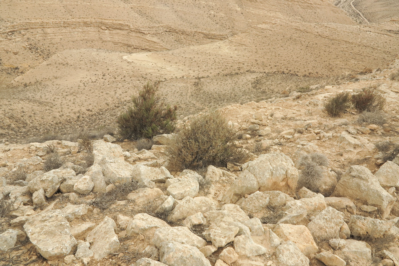 Image of Salsola oppositifolia specimen.