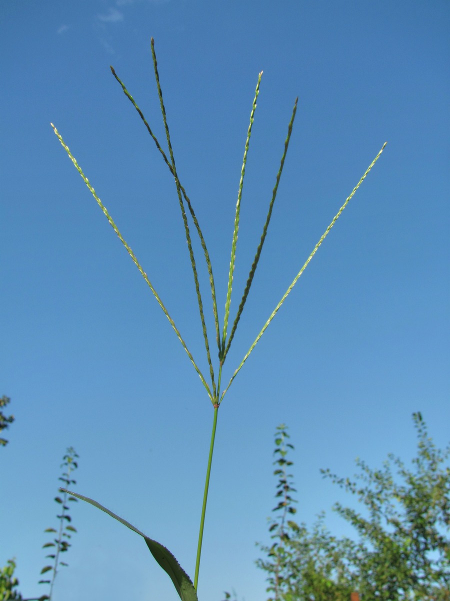 Изображение особи Digitaria sanguinalis.