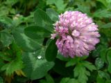 Trifolium pratense. Соцветие. Приморский край, о. Русский, песчано-галечный берег мыса Поспелова. 01.08.2016.