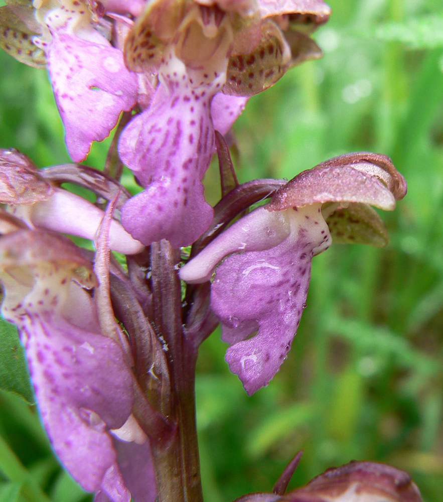 Image of Orchis spitzelii specimen.
