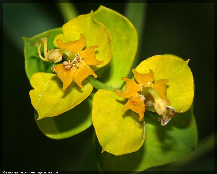 Изображение особи Euphorbia virgata.