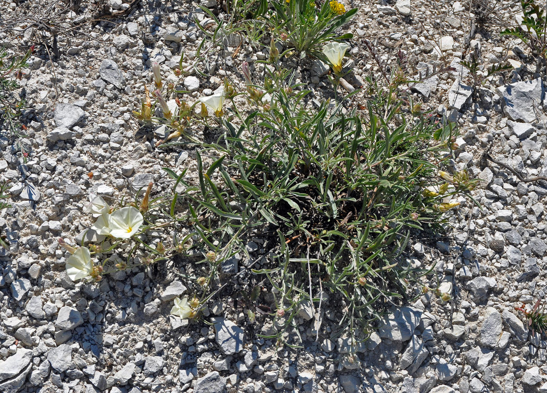 Image of Convolvulus holosericeus specimen.