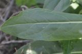 Isatis tinctoria