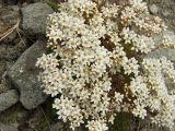 Saxifraga derbekii