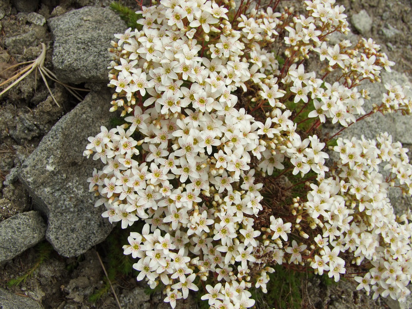 Изображение особи Saxifraga derbekii.