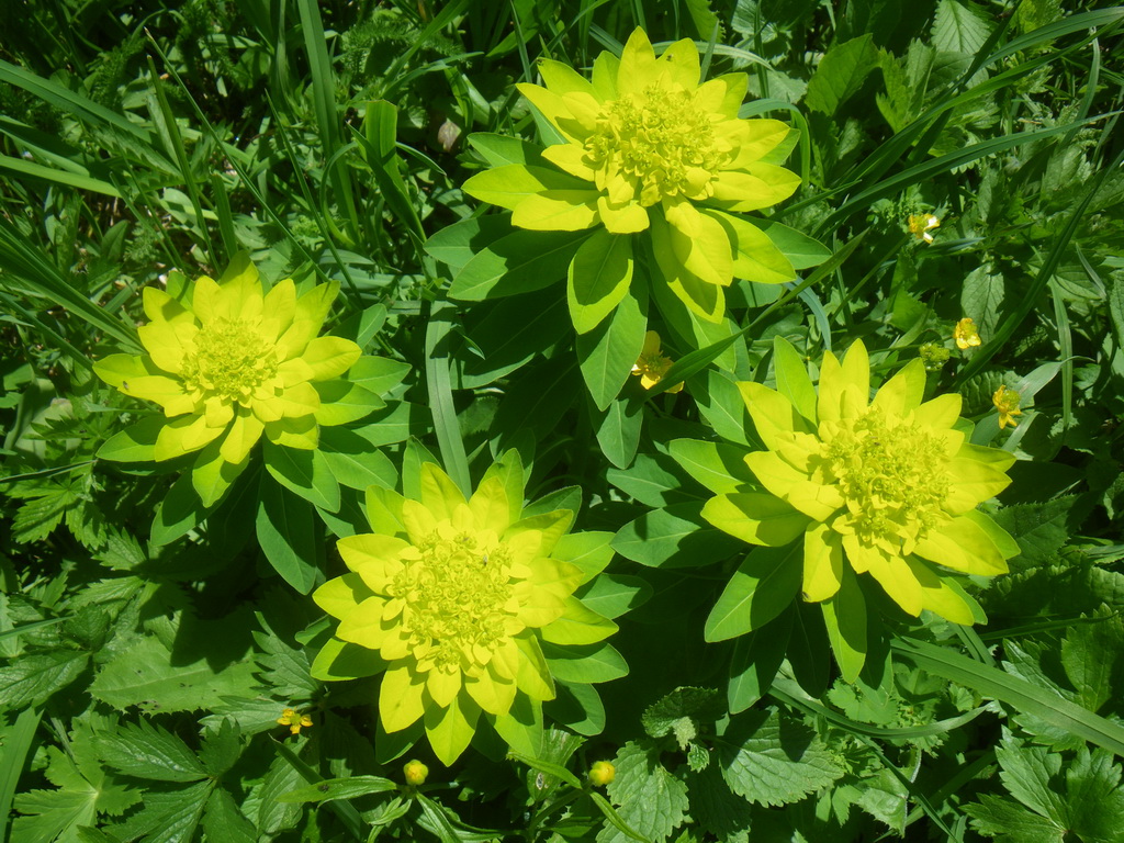 Image of Euphorbia pilosa specimen.