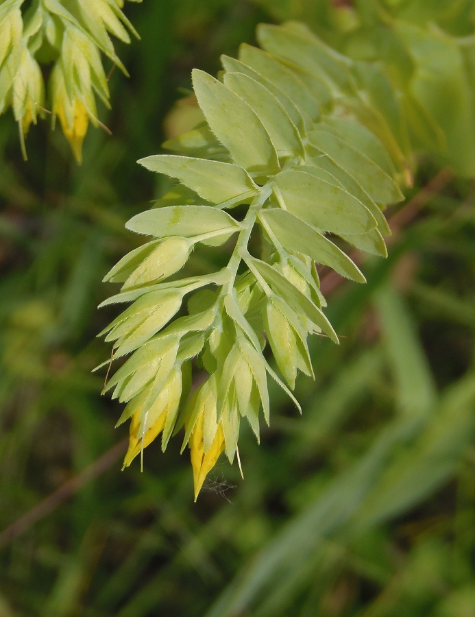 Image of Cerinthe minor specimen.