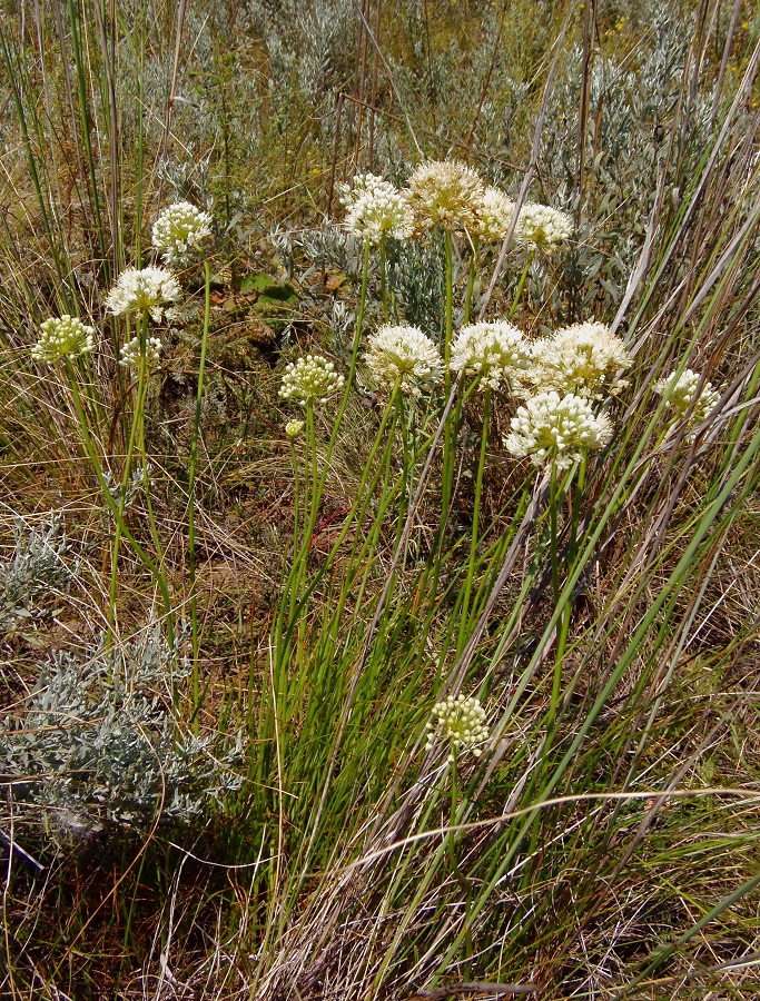 Image of Allium flavescens specimen.