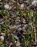 Polygala monspeliaca