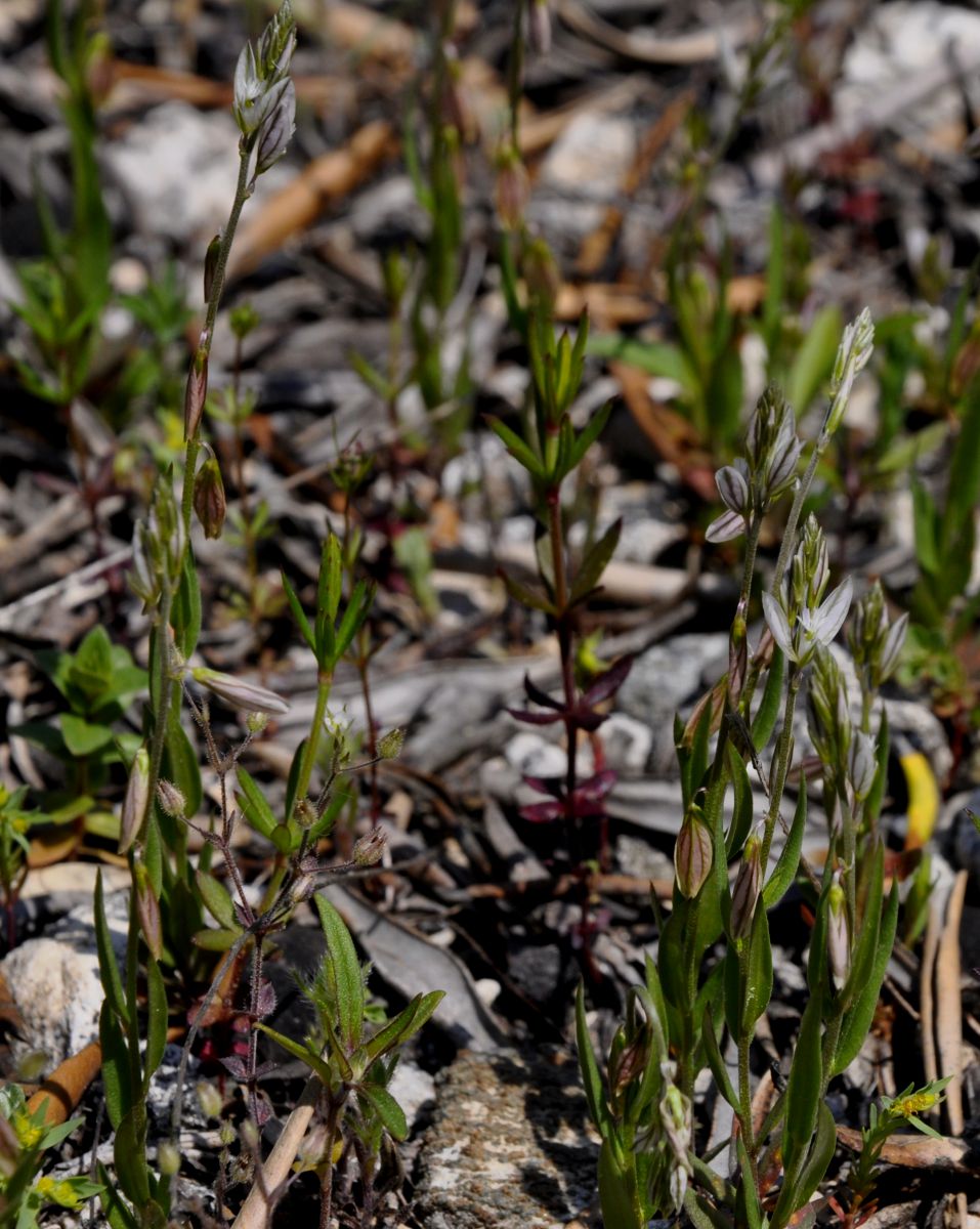 Image of Polygala monspeliaca specimen.