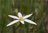 Ornithogalum woronowii