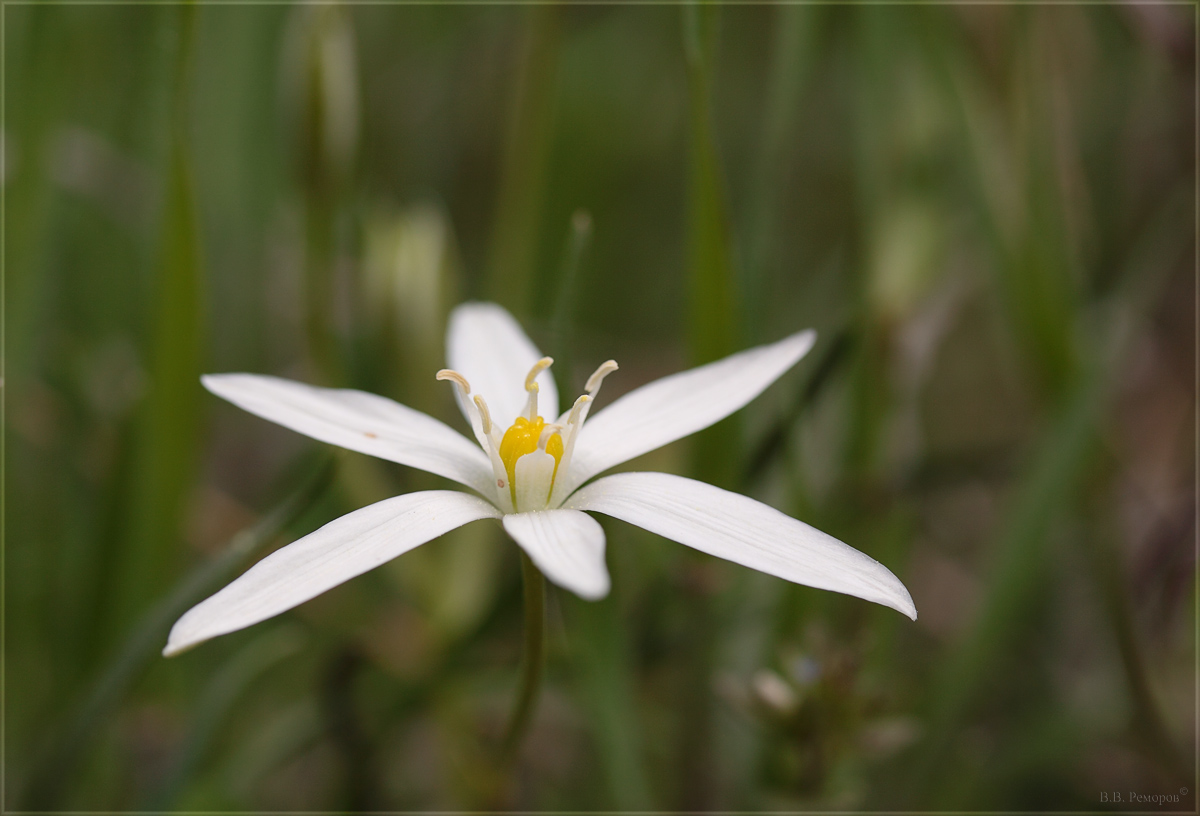 Изображение особи Ornithogalum woronowii.