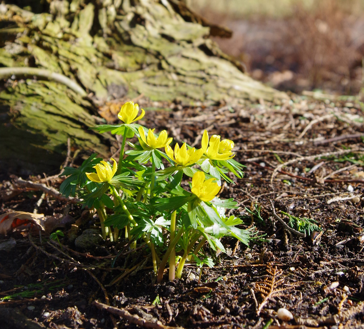 Image of Eranthis hyemalis specimen.