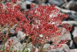 Micranthes punctata. Верхушка растения с плодами. Магаданская обл., Колымское нагорье, склон сопки Беличья близ пос. Ягодное. 19.07.2009.