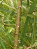 genus Rosa. Часть скелетной ветви. Украина, Запорожская обл., Розовский р-н, буферная зона заповедника Каменные могилы, степь. 08.06.2016.