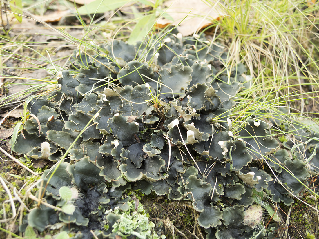 Image of genus Peltigera specimen.