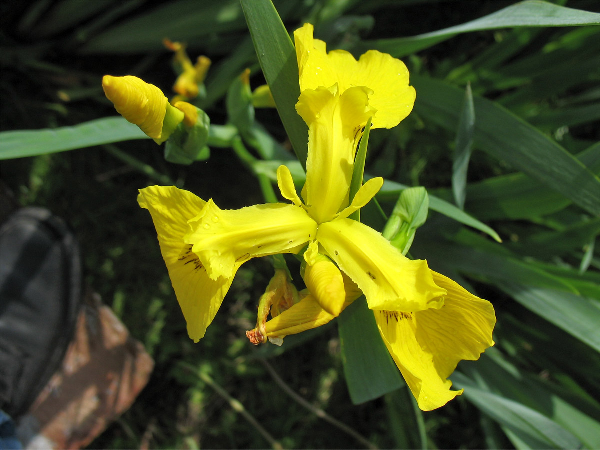 Изображение особи Iris pseudacorus.