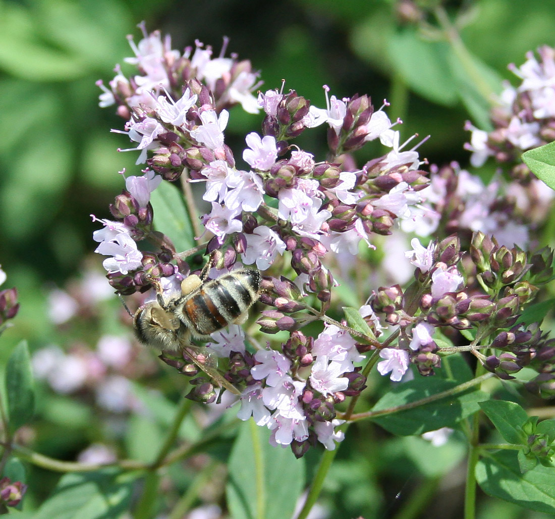 Изображение особи Origanum vulgare.