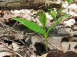 genus Fraxinus