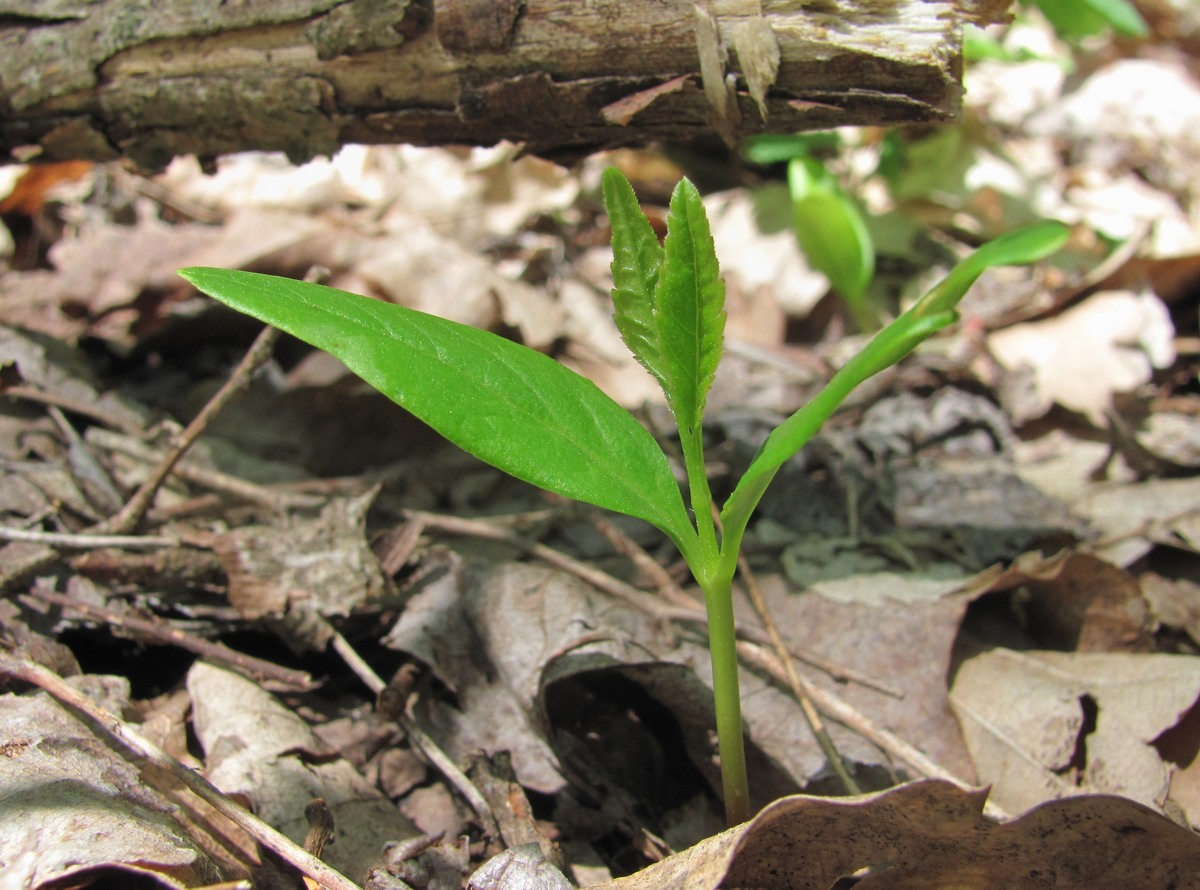 Изображение особи род Fraxinus.