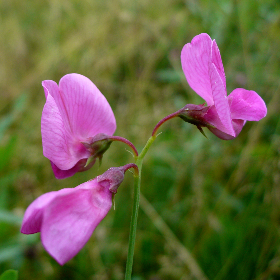 Image of Lathyrus tuberosus specimen.