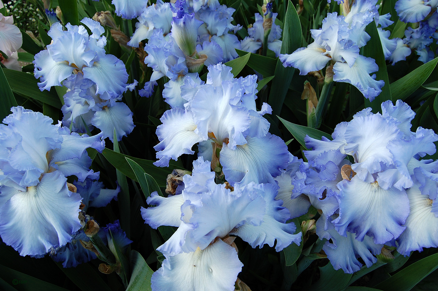 Image of Iris × hybrida specimen.
