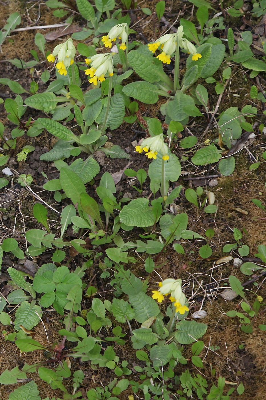 Image of Primula veris specimen.