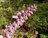 Lathraea squamaria