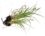 Carex diandra