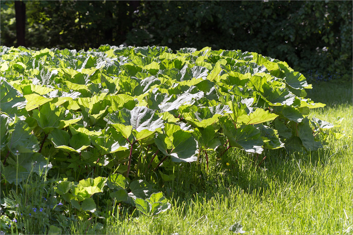 Изображение особи Petasites hybridus.