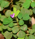 Desmodium triflorum