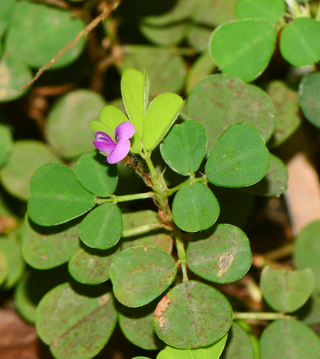 Image of Desmodium triflorum specimen.