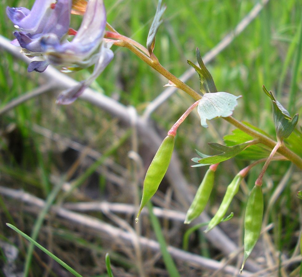 Изображение особи Corydalis solida.