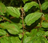 genus Corchorus. Верхушка веточки с бутонами. Таиланд, о-в Пхукет, курорт Ката, край леса у дороги вдоль канала. 12.01.2017.