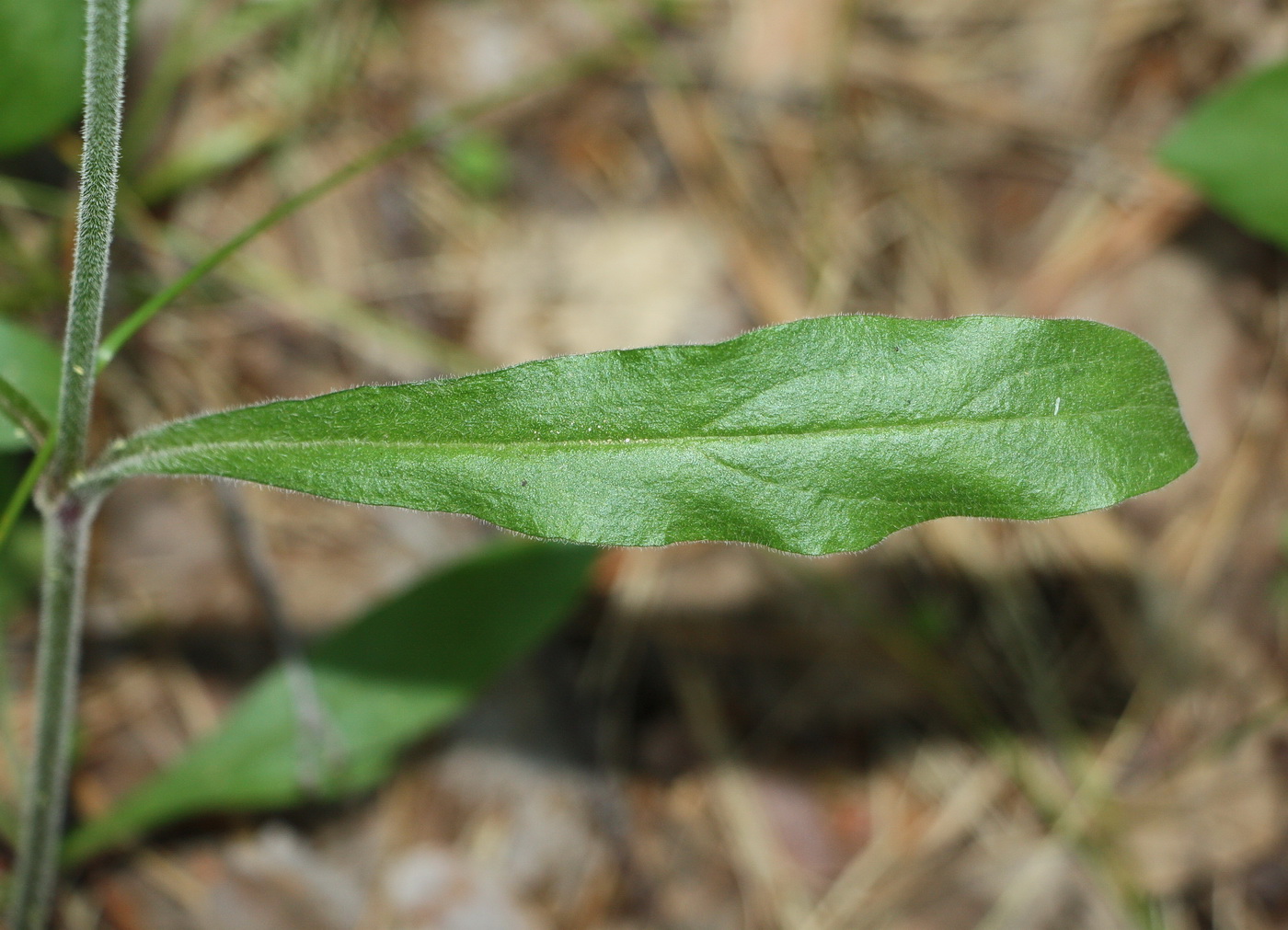 Image of Silene nutans specimen.