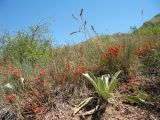 Ephedra intermedia