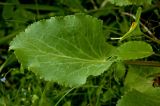 Eryngium planum