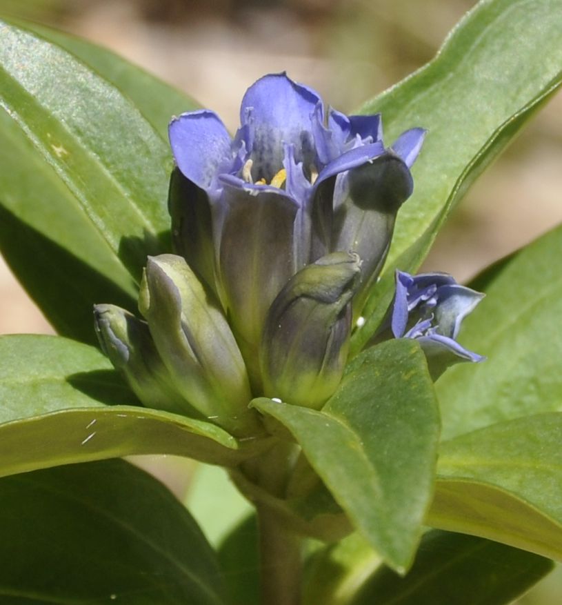 Image of Gentiana cruciata specimen.