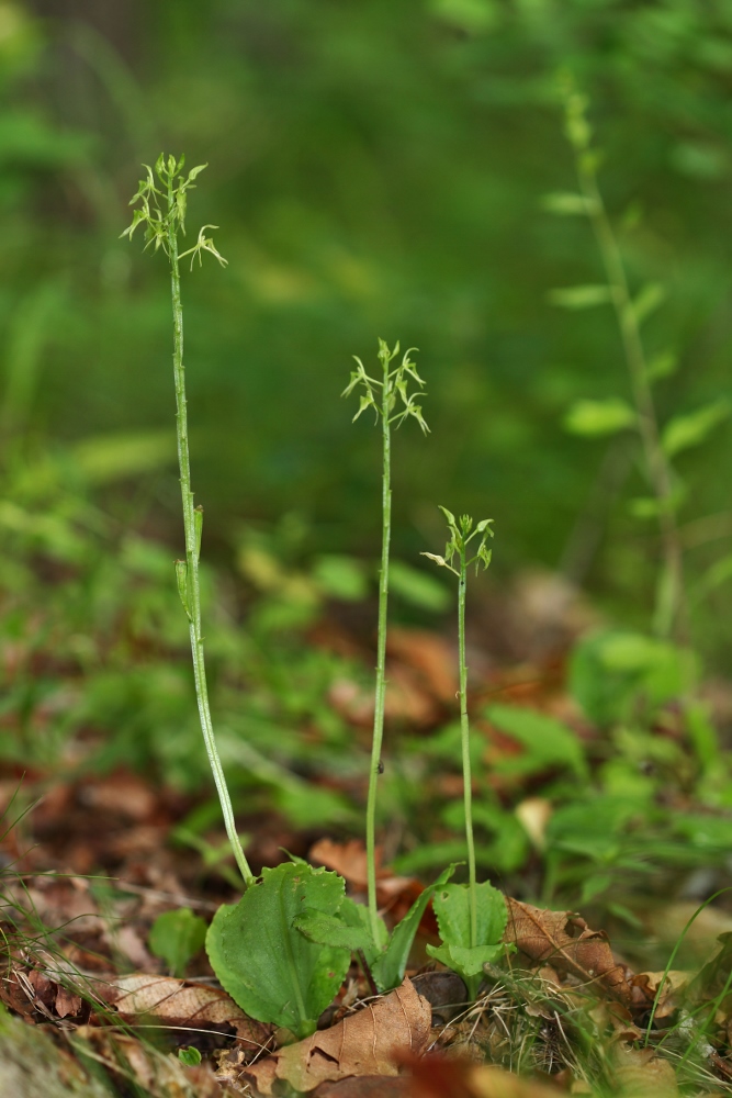Image of Liparis krameri specimen.