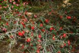 Calliandra californica